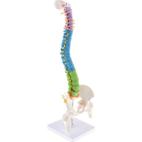 45cm Vertebral Statue Vertebra Model Lifesize Anatomical Spine Models Laboratory