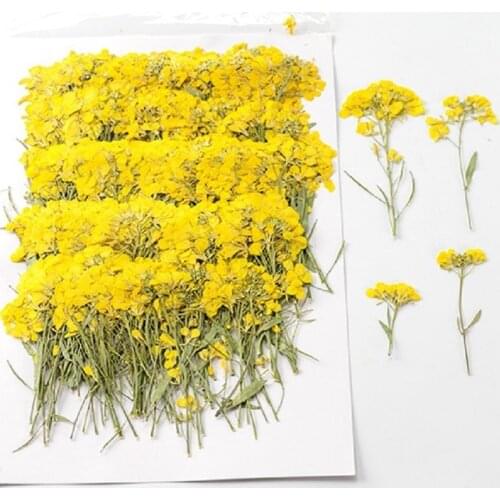 250pcs Pressed Dried Flower Blassikakapestris Canola Herbarium For Nail Art Jewelry Bookmark Phone Case Invitation Card DIY