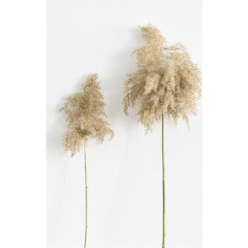 5 Stems Dried Pampas Grass Plants Raw Color Natural Reed Phragmites Flower Bunch Fluffy Tall 20-22'' Wedding Flowers Arrangement
