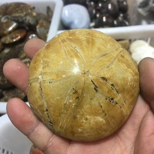 Natural mineral starfish fossils are a good choice for your home collection