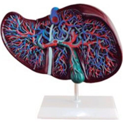 Chinon Life Color Liver Anatomical Model Simulator Medicine Student Medical Science Teaching Sources SupplyBIX-A1048