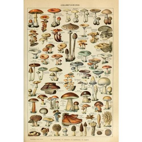 Botanical Educational Mushrooms Champignons Art Print Silk Poster Home Wall Decor 24x36inch