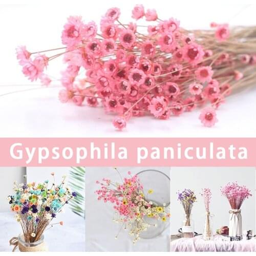30pcs Dried Flower Brazilian Little Star Flower Gypsophila Chrysanthemum Art Decor DIY Artificial & Dried Flowers Hot