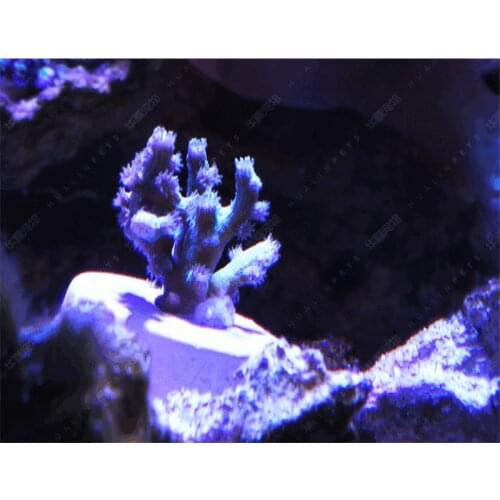 VASTOCEAN seawater coral Snag Button base Coral base Breeding scaffold Fish tank landscaping Black / Transparent Plaid