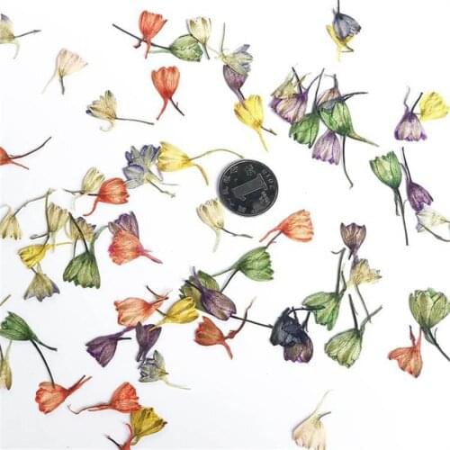 60pcs Pressed Dried Dyed Consolida Ajacis Flower Buds Plant Herbarium For Jewelry Phone Case Frame Bookmark Making DIY