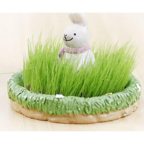 Mr. E factory direct golf cultivation can be as ornaments DIY creative interesting plants grow