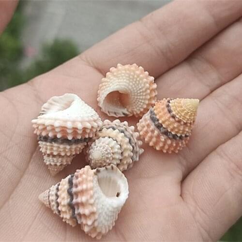 Natural Shell Conch Jade Snail Home Decoration Hermit Crab Replacement Shell Photography Props Childrens Gifts