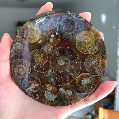 High quality pure natural petrified rock shell mineral specimen, Moroccan Marine animal snail shell, can be used as decoration