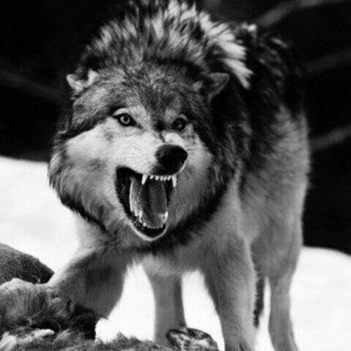 Diy Diamond painting animals Snow wolf 5D Crafts Full Square Diamond mosaic crystal Rhinestones Diamond Embroidery Angry Wolves