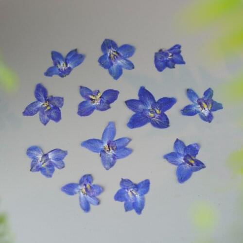 60pcs Dried Pressed Delphinium Grandiflorum Flower Plants Herbarium For Jewelry Postcard Phone Case Photo Frame Bookmark DIY