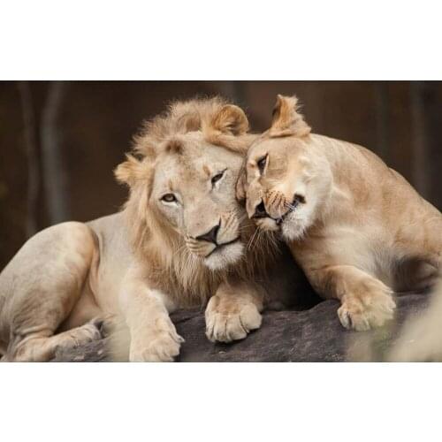 Living childrens room TV background 3d mural wallpaper Lions modern TV backdrop 3d wallpaper living room