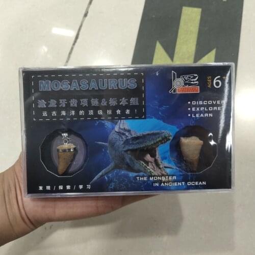 1pcs box- Animal Dinosaur Mosasaur Tooth Fossils Specimen Science Learning Educational