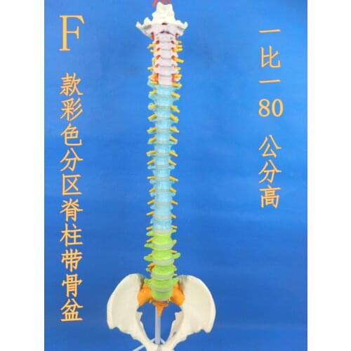 Human spine model 1: 1 spine model With Pelvic femoral head spinal nerve intervertebral disc model
