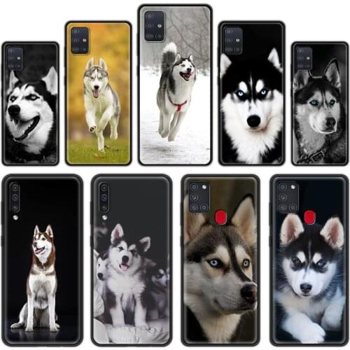 Siberian Husky Luxury Soft TPU Case for Samsung Galaxy A21S A51 A71 A12 A02S A21 EU A32 A52 A72 5G A41 A31 Phone Coque
