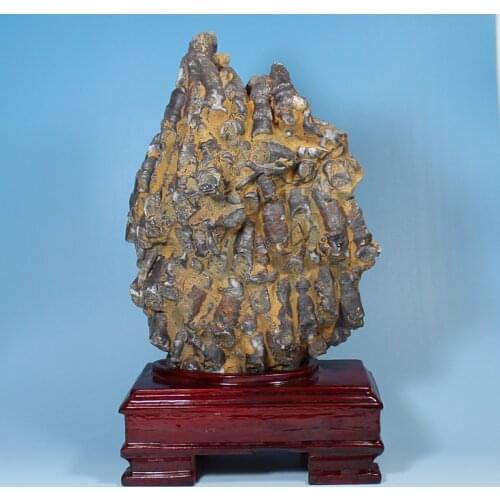 Rare fossil of coral populations from Guangxi stone specimens of animal fossils fossils favorites shipping