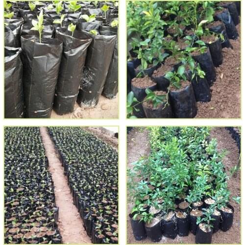 20X35CM diameter 12cm high 30cm Black thickening Nursery bag lemon Fruit seeds citrus