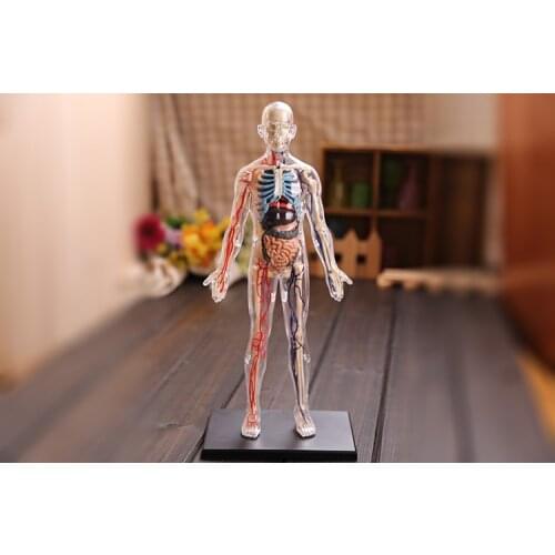 4D Master assembled medical model human anatomy transparent body anatomical model free shipping