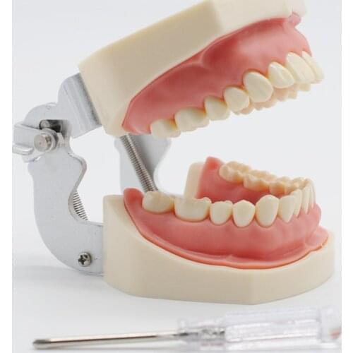 Dentistry Lab Student Study Practice Soft Gum Teeth Model Teeth Replacement