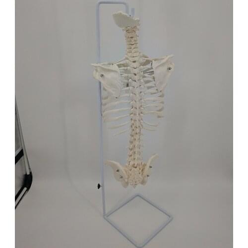 Free shipping&Human spine model,1:1 orthopaedic cervical spine and lumbar spine model, human fitness yoga orthopaedic model