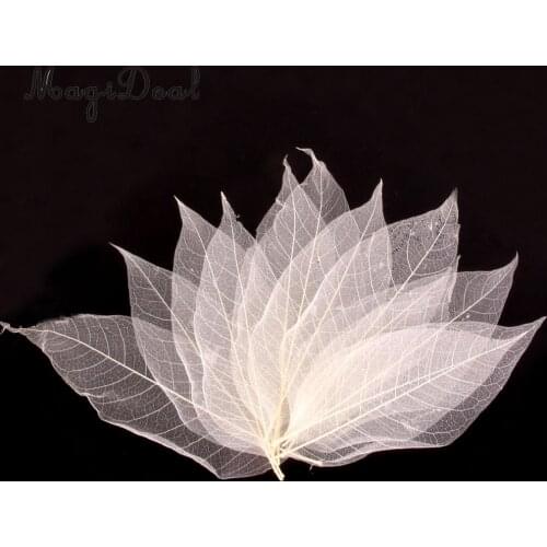 50Pcs Natural Magnolia Skeleton Leaf Leaves Card Scrapbook - White DIY Scrapbook Decors