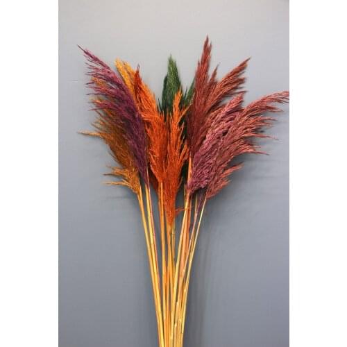 15pcs dried Pampas grass decor wedding flower bunch natural plants for home christmas decorations decoration 2021 creation i