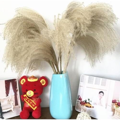 10/30/50 Pcs Dried Plants Small Pampas Grass Decor Wedding Plants Flowers Decoration Home Real Dried Decoration Flower Ornament