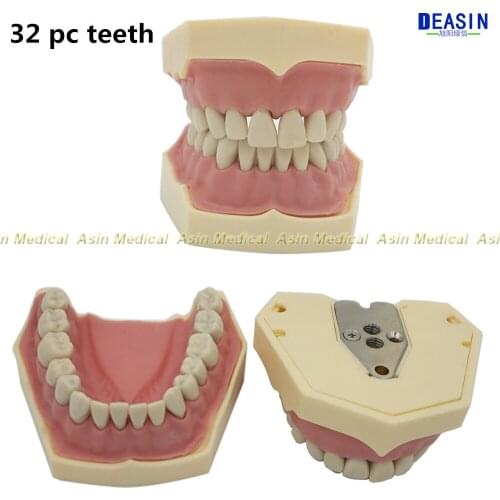 New Dental Soft Gum Teeth Model Removable 28pc/32pc Teeth NISSIN 200 KAVO head model Compatible dentist teaching learning