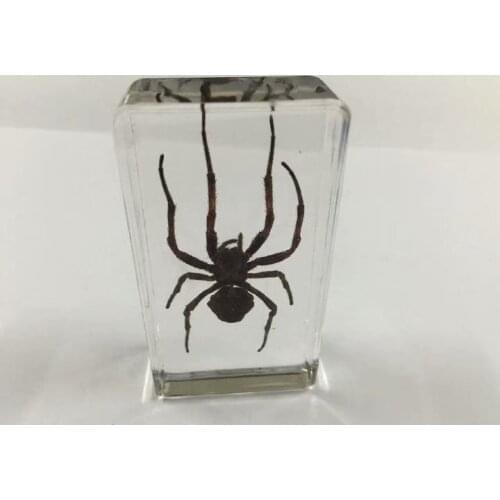 FREE SHIPPING Discount Sale Creative MO 14 fashion Specimen Books Tools Home Decorative Gift