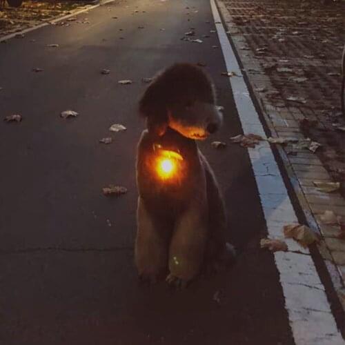 1pc Dog Collar Flash LED Pendant Night Light Glowing Safety Pet Lead Puppy Necklace Luminous Bright Decoration For Cat Doggie