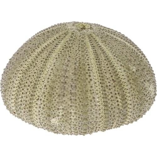 Natural Sea Urchin Reptile Box Aquarium Gardening Decorations DIY Art Craft Ornament