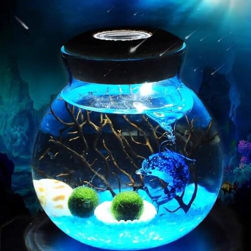Novel and Funny Toy Seaweed Ball Micro Landscape Ecological Bottle DIY Hydroponic Plant Ecological Tank Desk Decoration Gift