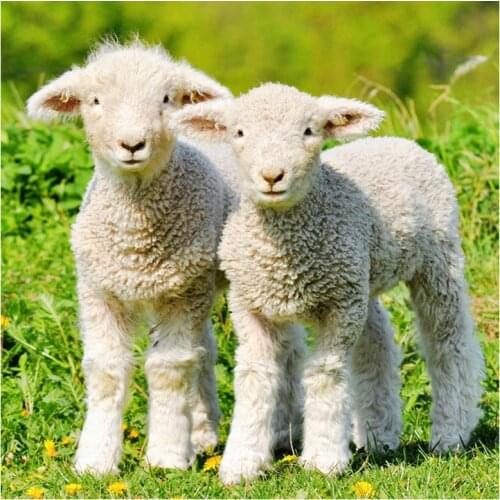 5D Diy Diamond Embroidery Two little sheep animals Diamond Painting Cross Stitch Square Rhinestone Mosaic Home DecorationZP-1747