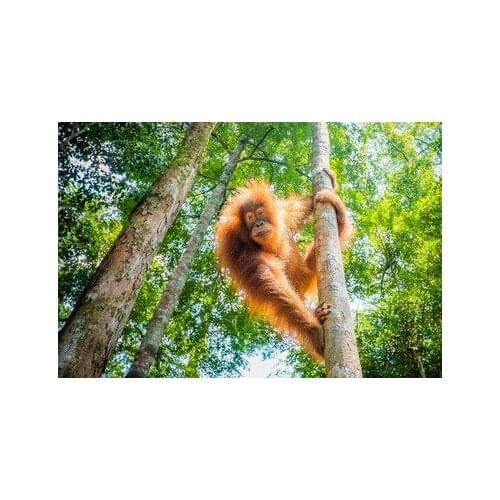 ARMYQZ5D Diy diamond painting full diamond square round orangutan Diy animal diamond embroidery for sale with pictures with rhin