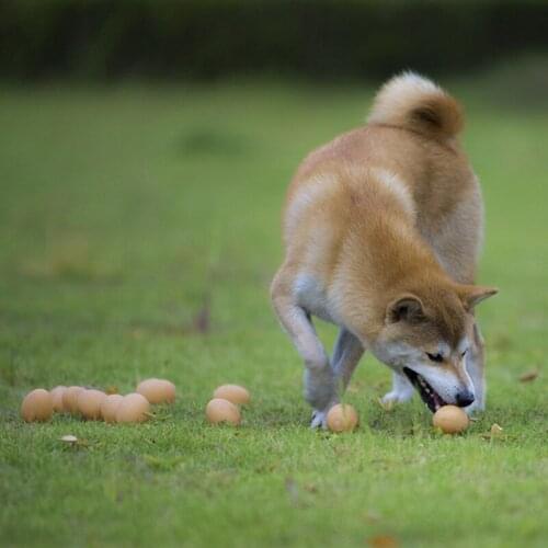 Pet Creative Little Toy For Puppy Chihuahua Teddy Dog Sound Egg Scream Ball Molar Bite Resistant Toy Funny Pet Supplies 3pc/set