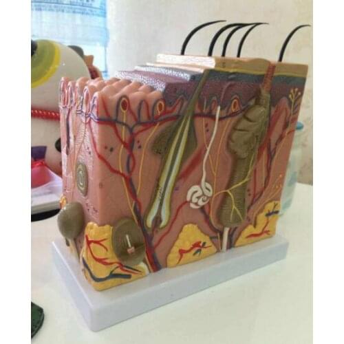 Medical stereoscopic skin model 50 times enlarged skin specimen skin structure anatomical cosmetic plastic teaching AIDS