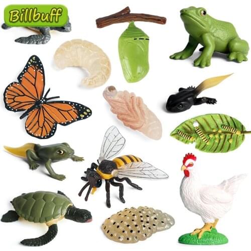 1Pcs Simulation Insect Animal ABS Figures Evolution Stage Butterfly Bee Frog Turtle Chickens Growth Cycle Toys For Children Gift