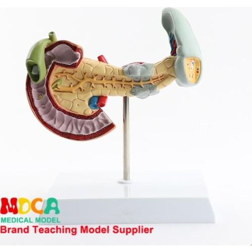 Model Medicine Teaching of Pancreas, Spleen and Duodenum for Pancreatic Digestive Diseases MCW001