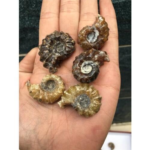 3pcs rare natural stones and minerals small size conch fossil stone raw gemstones specimens for home decoration&collection