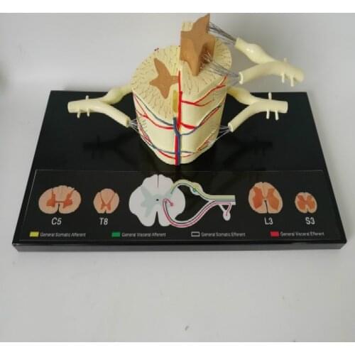 Spinal cord nerve Anatomical model 5 times Spinal nerves