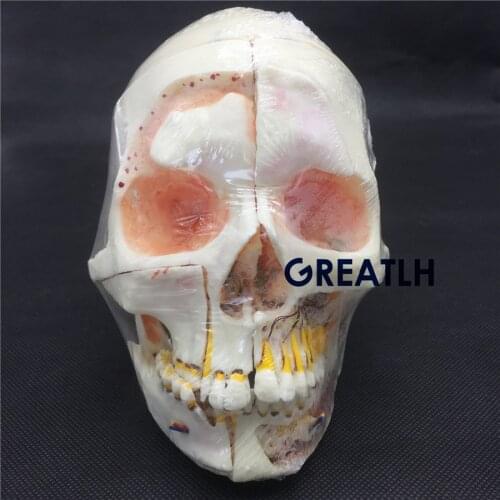 Dental Model #5004 01 - Detachable Pro Skull Model with Red Eyes teaching model