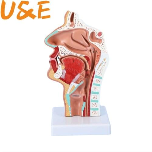 Normal/pathological Anatomy model of the nasopharyngeal cavity in the nasal cavity and throat of human body 24x12x12cm