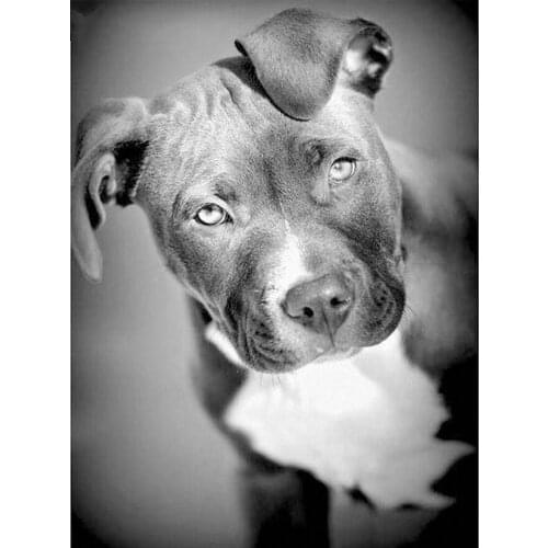 Black White dog diamond painting full drill square Bulldog Diamond Embroidery Animal Pitbull Dogs Rhinestone Mosaic gift TY460