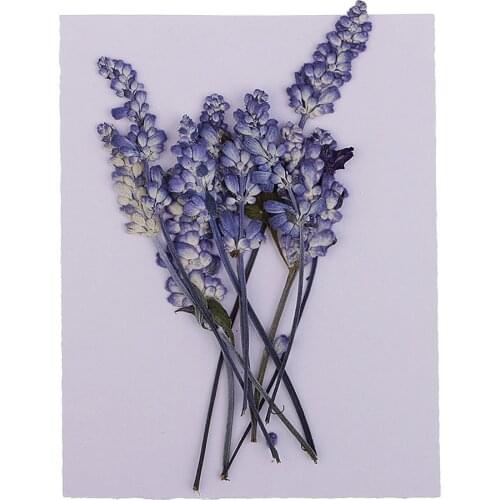 10PCS Beautiful Pressed Sage Flower Dried Flowers For Art Craft Scrapbooking for DIY Craft Home Decoration