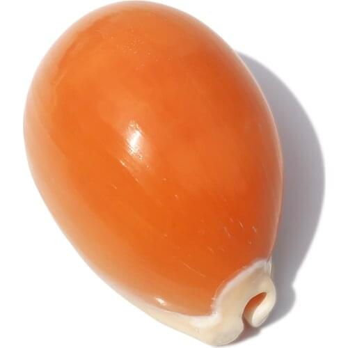 Gold Cowrie Large Natural Shell Conch Specimen Conch Shell Fish Tank Home Bookshelf Decoration Gift home decor home decor