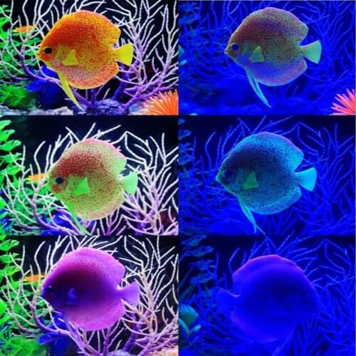 1pcs Silicone Aquarium Artificial Tropical Fish Decoration Fish Tank Glowing Simulation Angelfish Aquatic Ornament 3 color