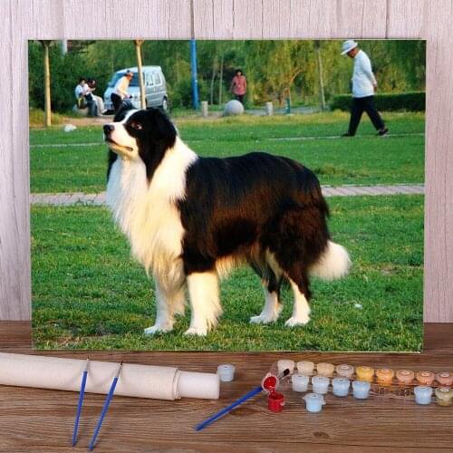 Animal Border Collie DIY Paint By Numbers Kit Oil Paints 50*70 Canvas Pictures Wall Paintings For Kids Wall Art For Wholesale