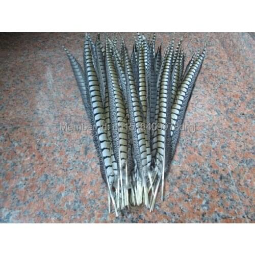 100 natural color pheasant tail feather 70-80 CM 28-30 inch lateral tail markings Wittenbuik chicken feathers