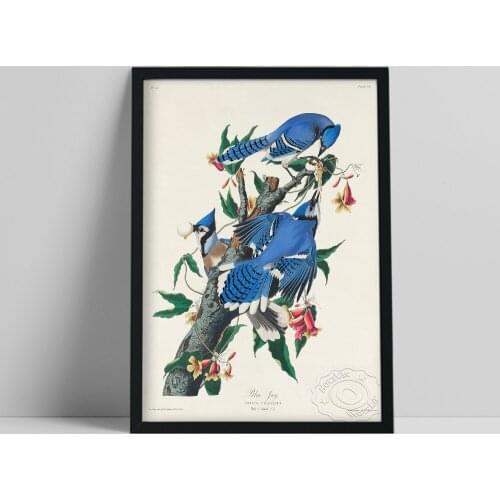 John James Audubon Poster, Audubon America Birds Blue Jays Decor Painting, Vintage Animal Research Wall Decor, Bird Prints Gift