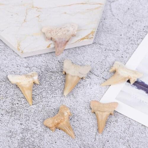 1 Pc Megalodon Tooth Fossil Shark Teeth Marine Biology Science Teaching Specimen