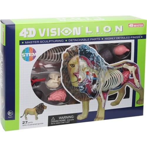 4D Master Lion Anatomy Model Teaching Model of Internal Organ Anatomy Puppet Toy Wild Animal Model
